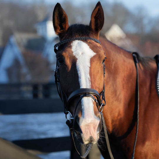 Horze Beaufort Flash Bridle image 