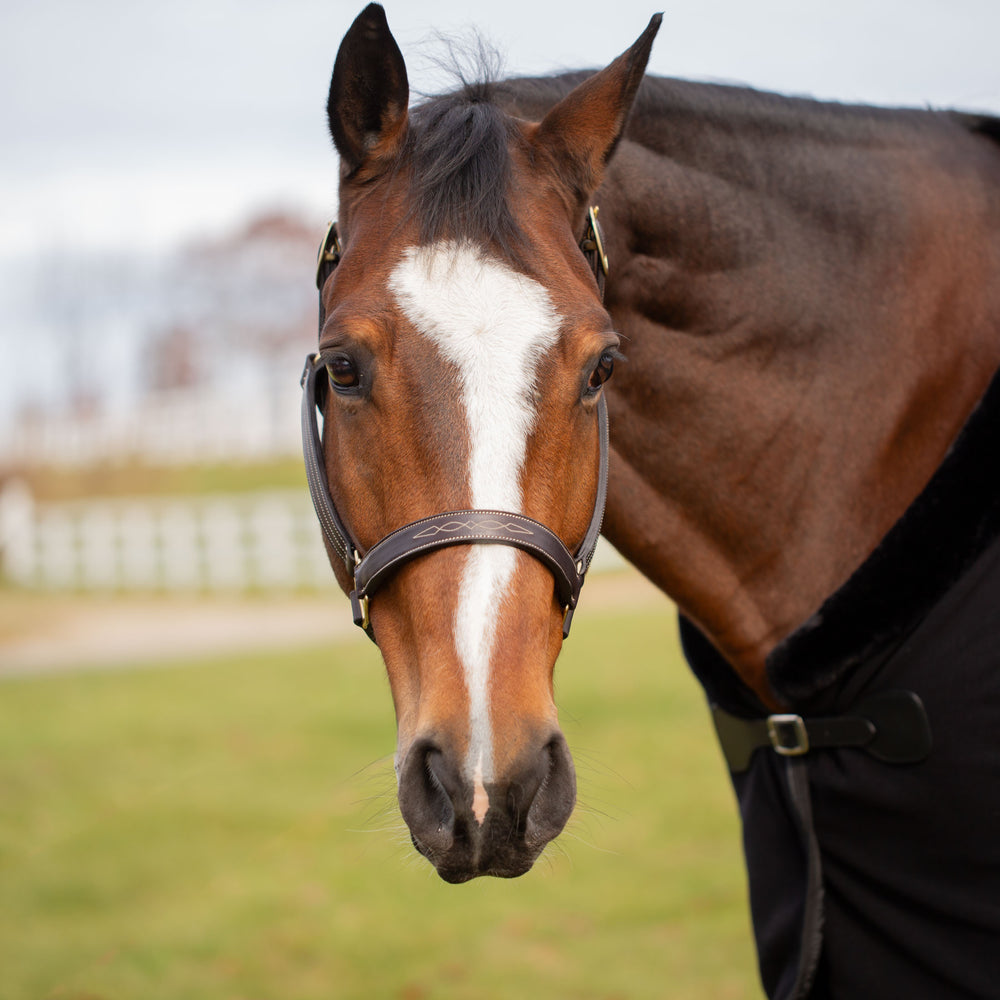 Equinavia Valkyrie Classic Leather Halter image #2
