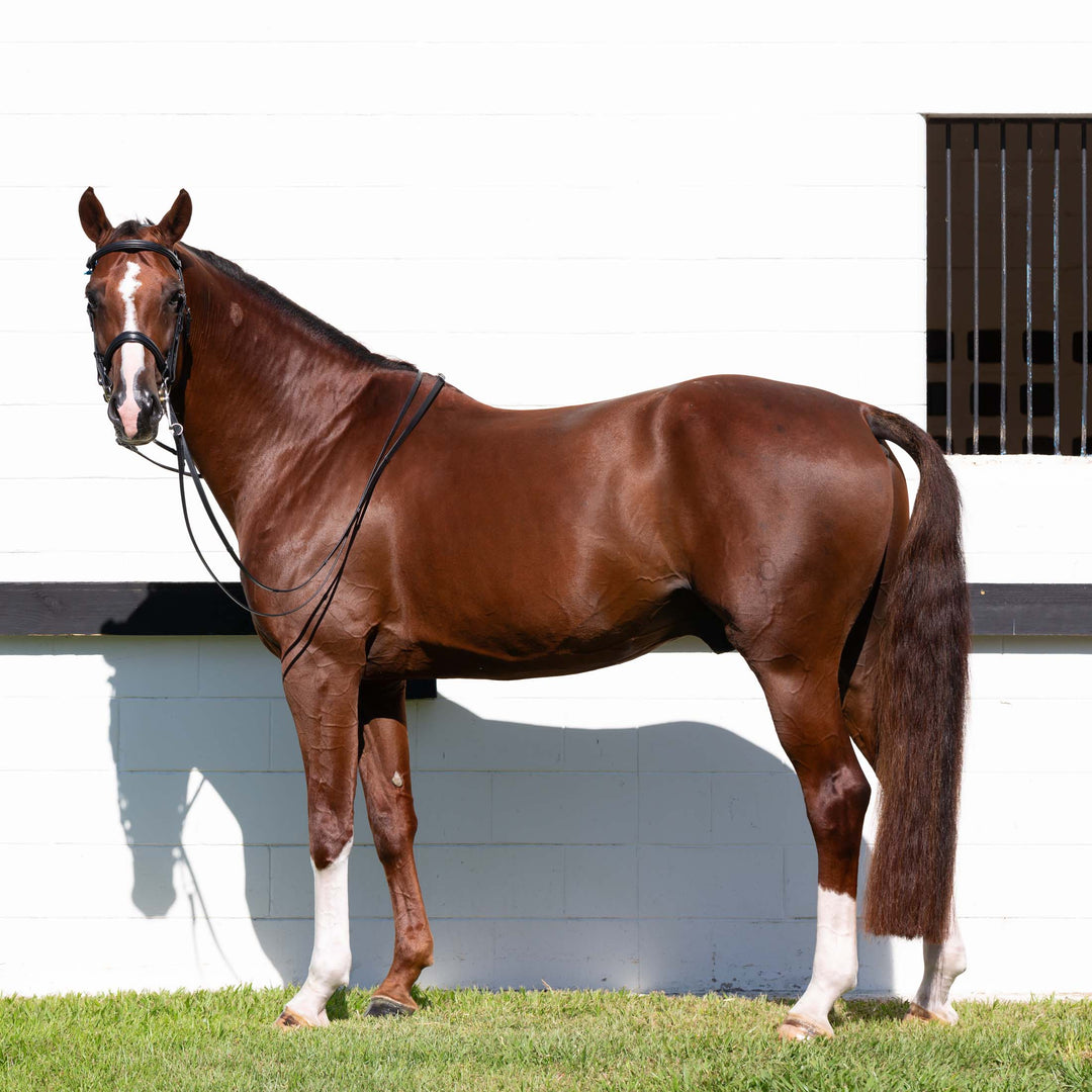 Equinavia Saga Double Bridle w/ Reins image 