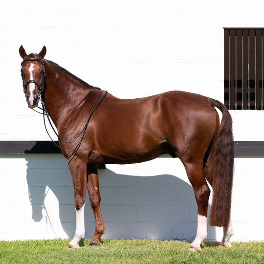 Equinavia Saga Double Bridle w/ Reins image 