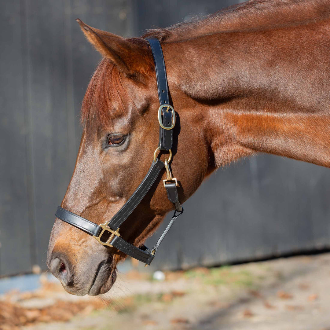 Equinavia Valkyrie Classic Leather Halter image #1