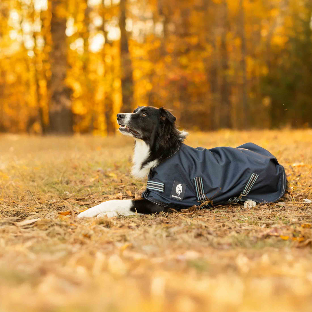 Equinavia Arktis Dog Turnout Blanket 200g image 