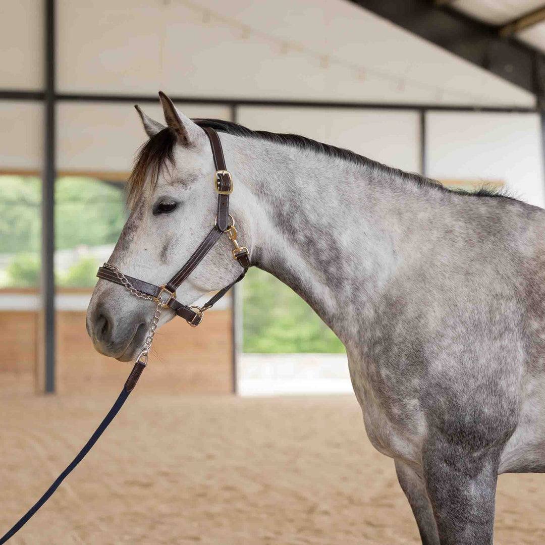 Equinavia Saga 35 Feet Lunge Line with Chain image 