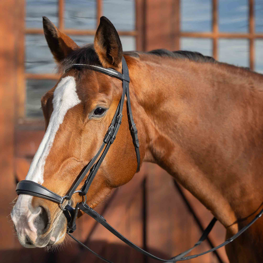 Equinavia Saga Drop Noseband Bridle with Web Rubber Reins image #1
