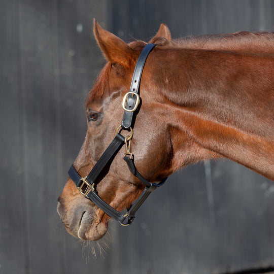 Equinavia Valkyrie Classic Leather Halter image 