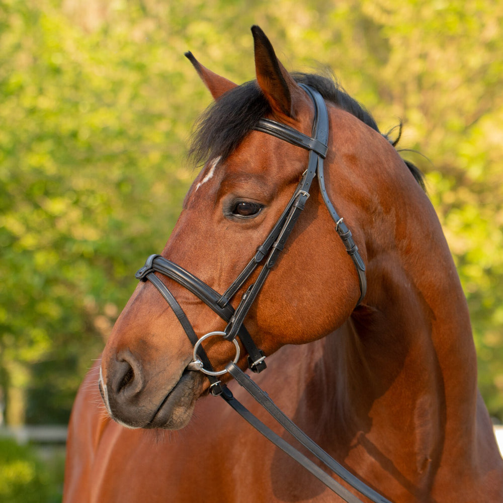 Equinavia Saga Padded Dressage Bridle & Reins image #2