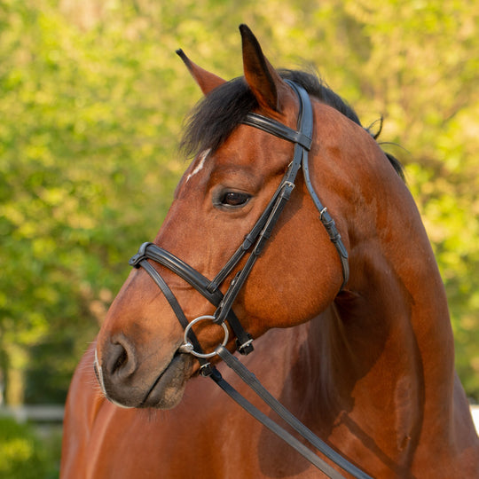 Equinavia Saga Padded Dressage Bridle &amp; Reins image 