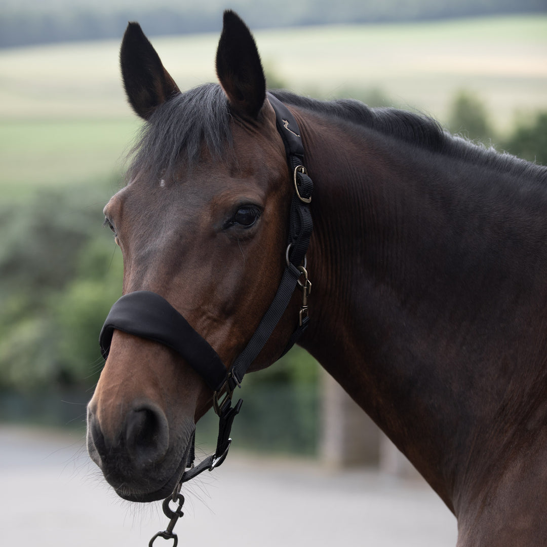 Horze Graz Fleece Padded Halter image 