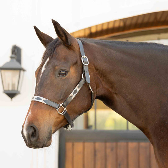 Equinavia Siri Polo Leather Halter image 