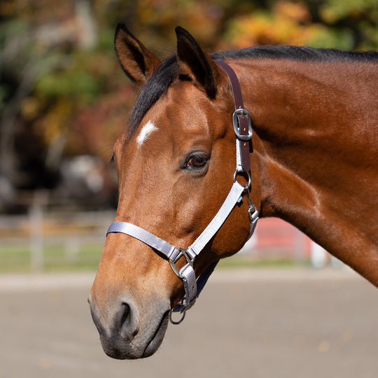 Equinavia Loki Breakaway Halter image 