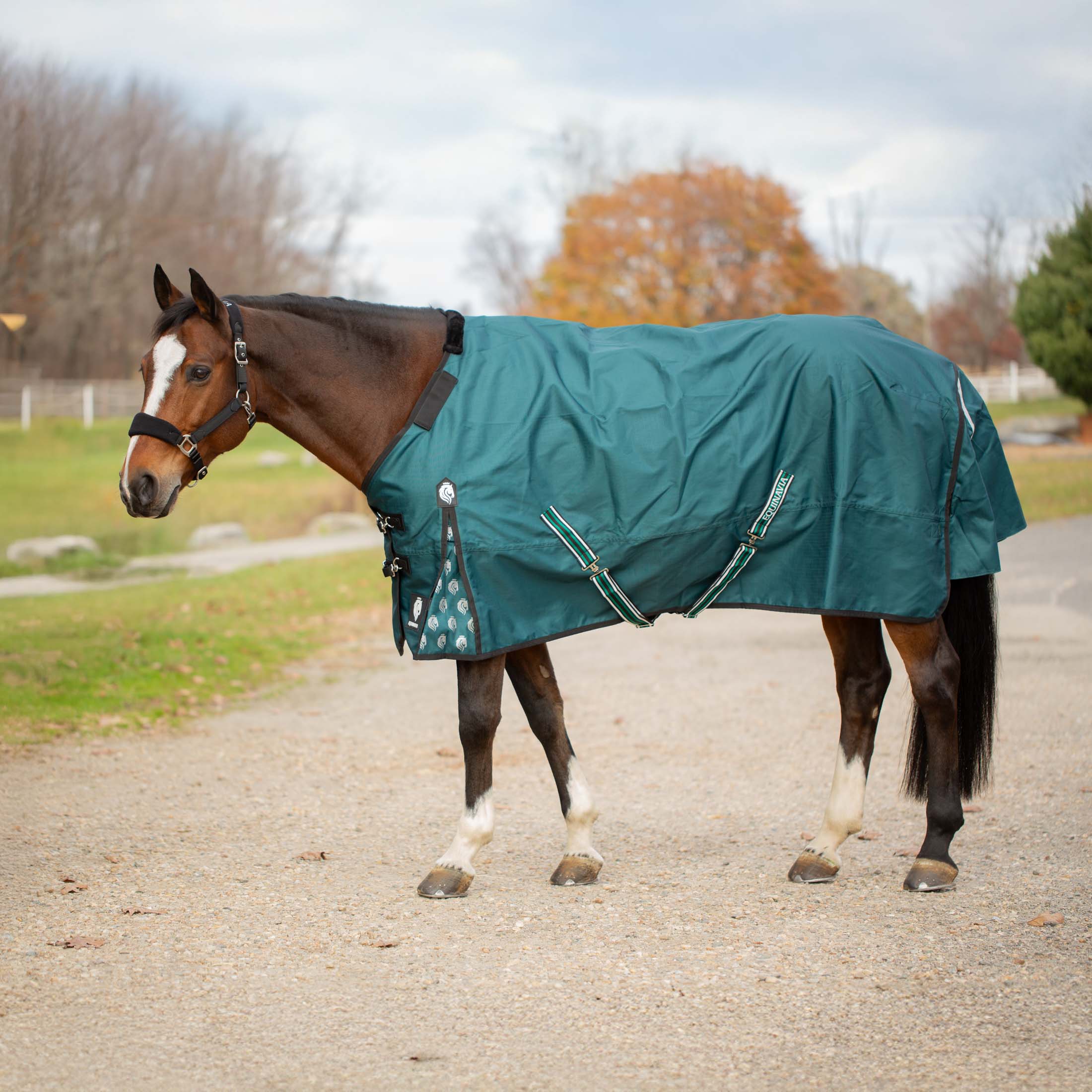 Equinavia Arktis Regular Neck Light Weight Turnout Blanket 100g image #1