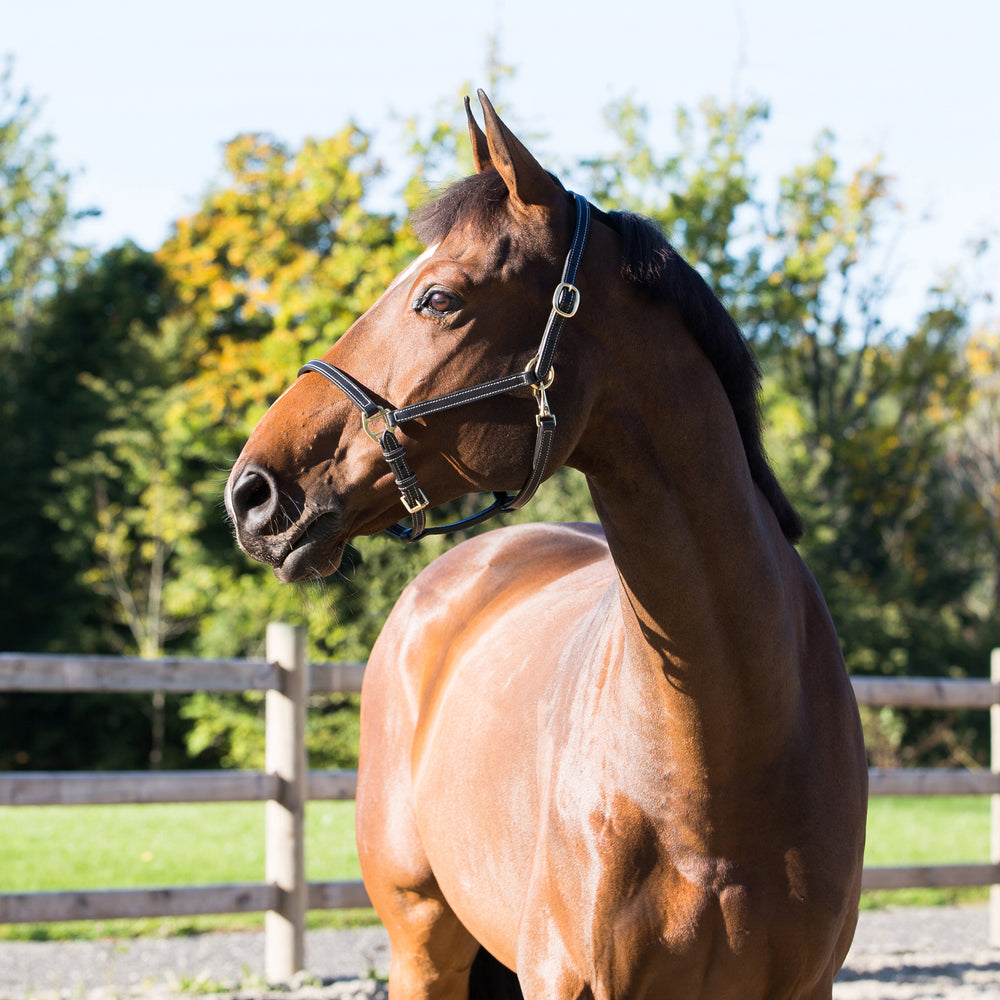 Horze Fremont Leather Horse Halter image #2