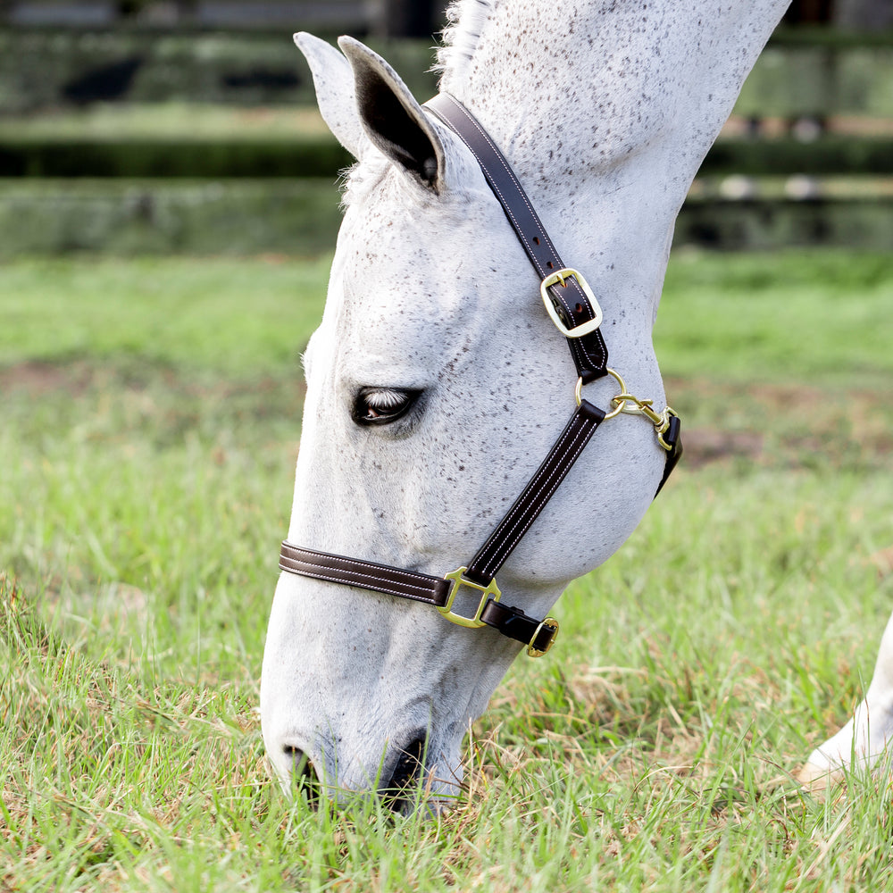 Equinavia Valkyrie Triple Stitched Leather Halter image #2