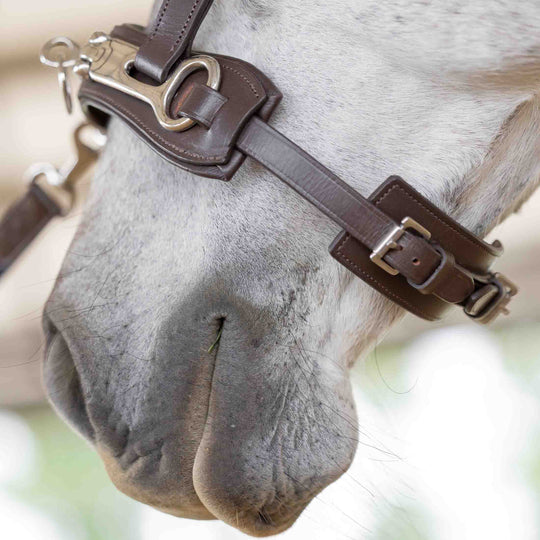 Equinavia Saga Lunge Cavesson image 
