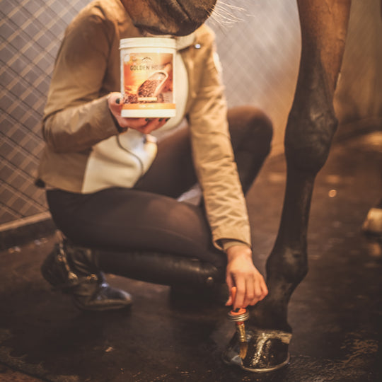 Veredus Golden Hoof image 