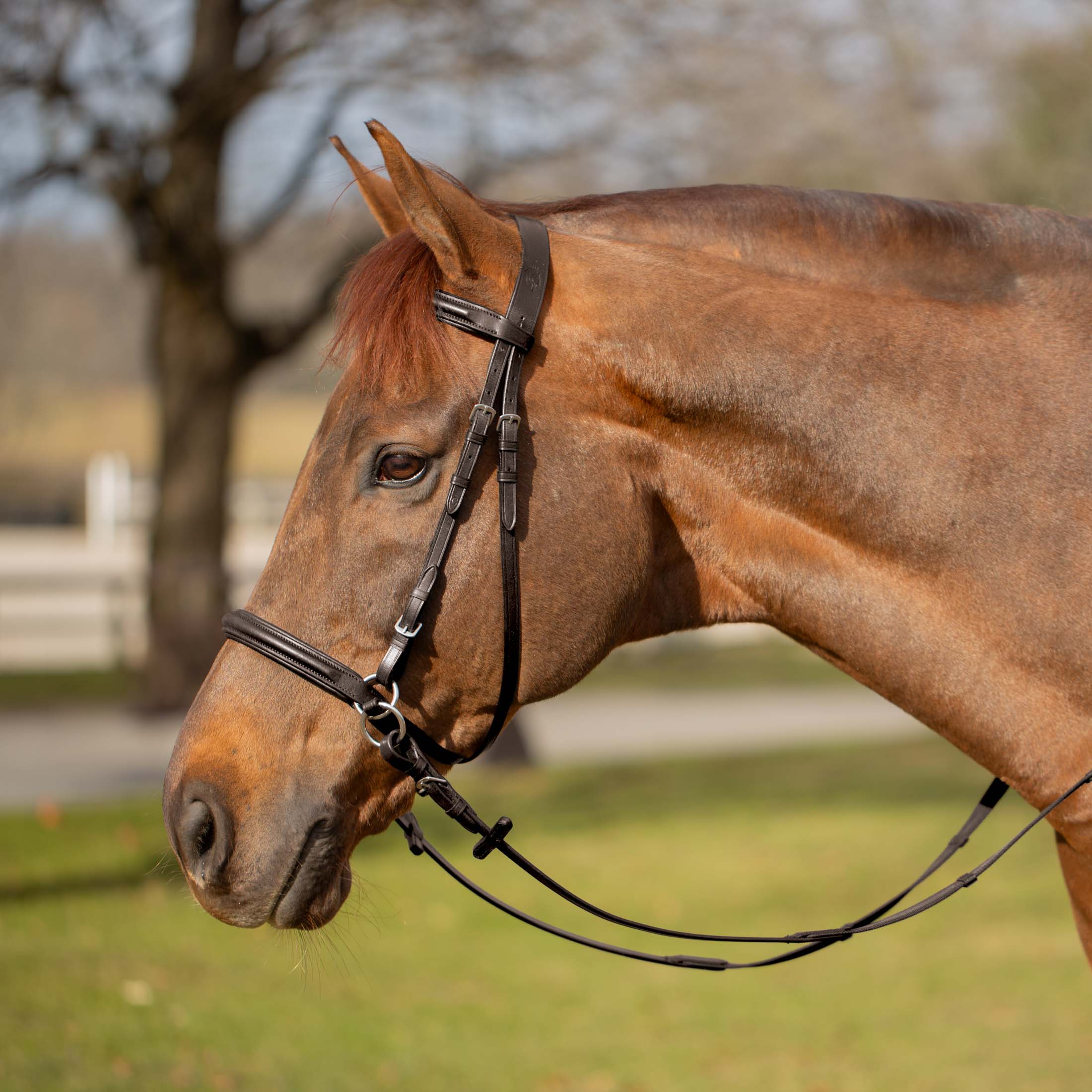 Equinavia Saga Bitless Bridle image #1