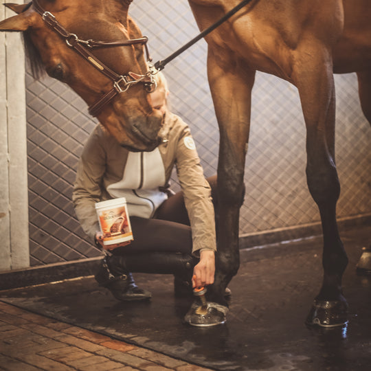 Veredus Golden Hoof image 