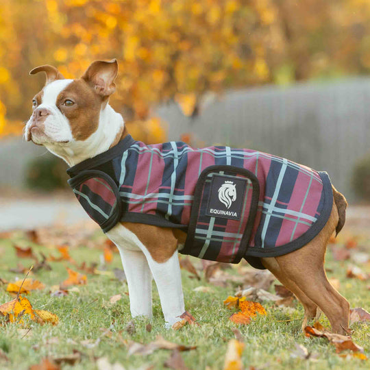 Equinavia Norse Dog Turnout Sheet image 