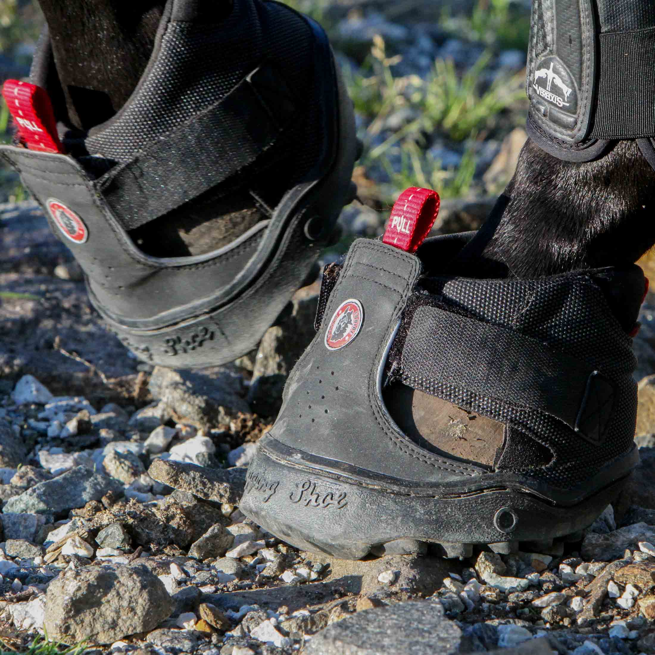 a horseshoe with ice nails for winter traction