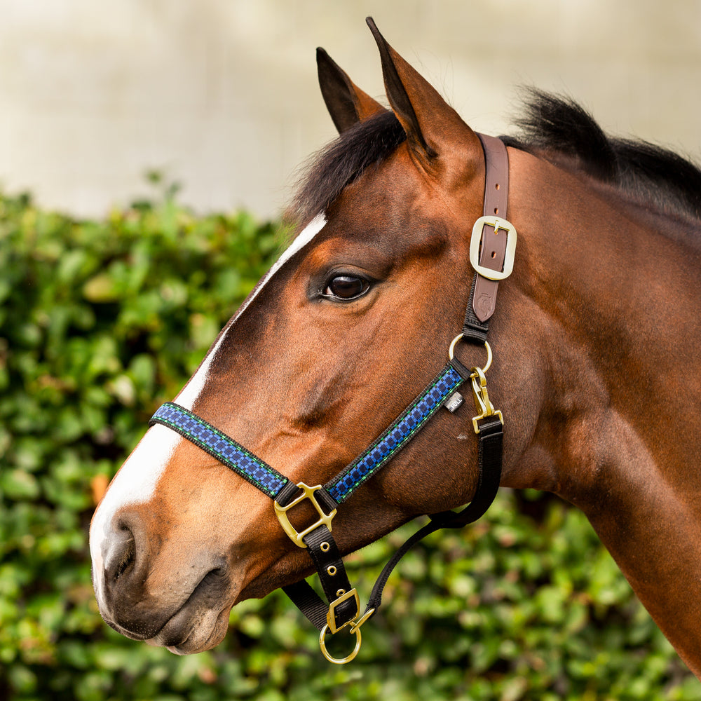 Equinavia Pegasus Ribbon Breakaway Halter image #2