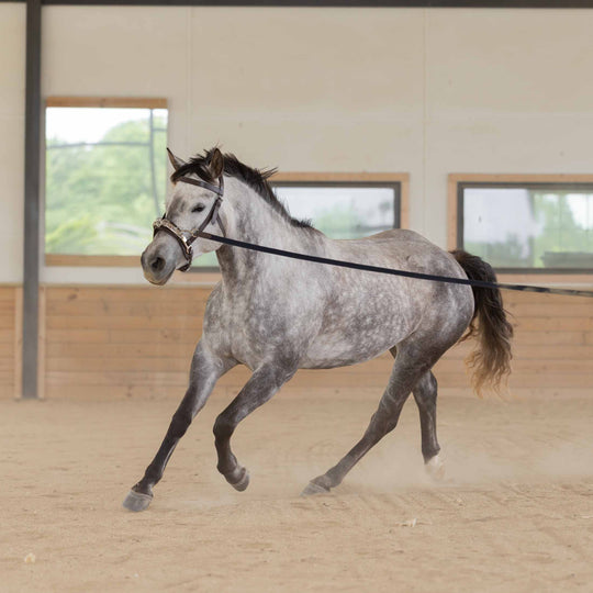 Equinavia Saga 25 Feet Lunge Line image 