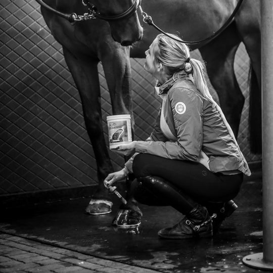 Veredus Golden Hoof image 