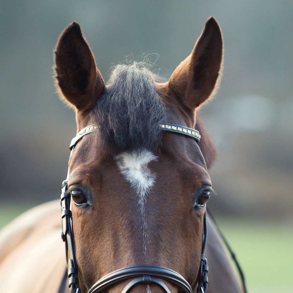 Horze Weston Flash Bridle w/ Reins image 