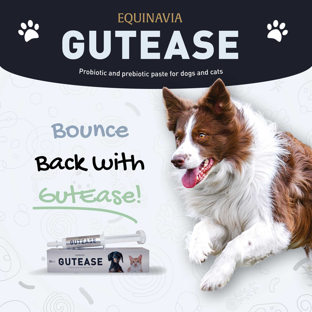Equinavia GutEase image 