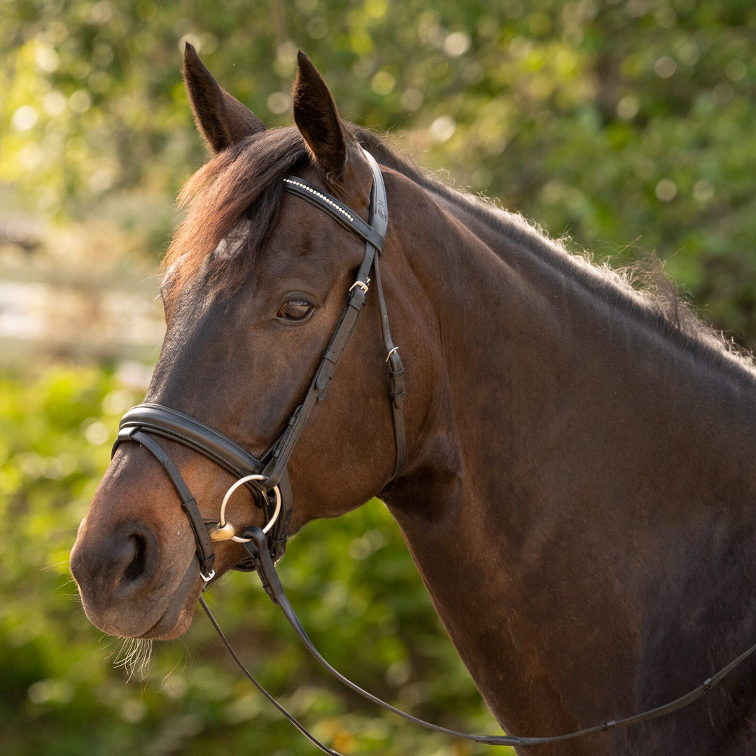 Equinavia Saga Dressage Crank Noseband Bridle &amp; Reins image 