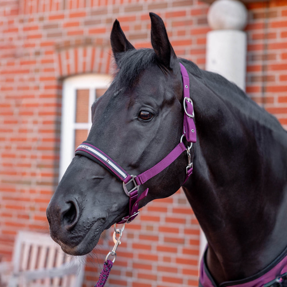 Horze Eternal Gaze Halter and Lead Set image #2