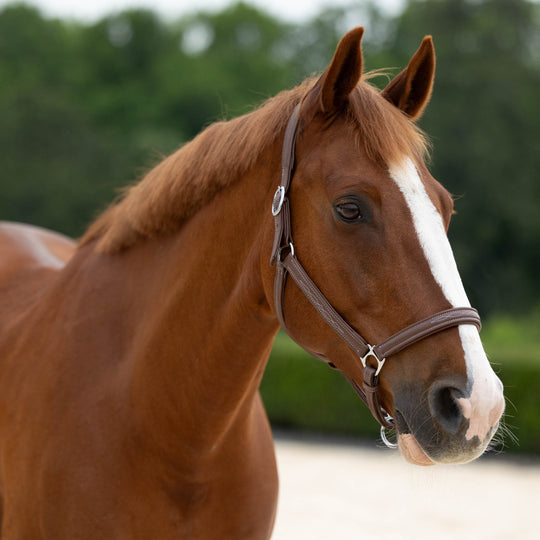 Horze Warren Soft Leather Halter image 