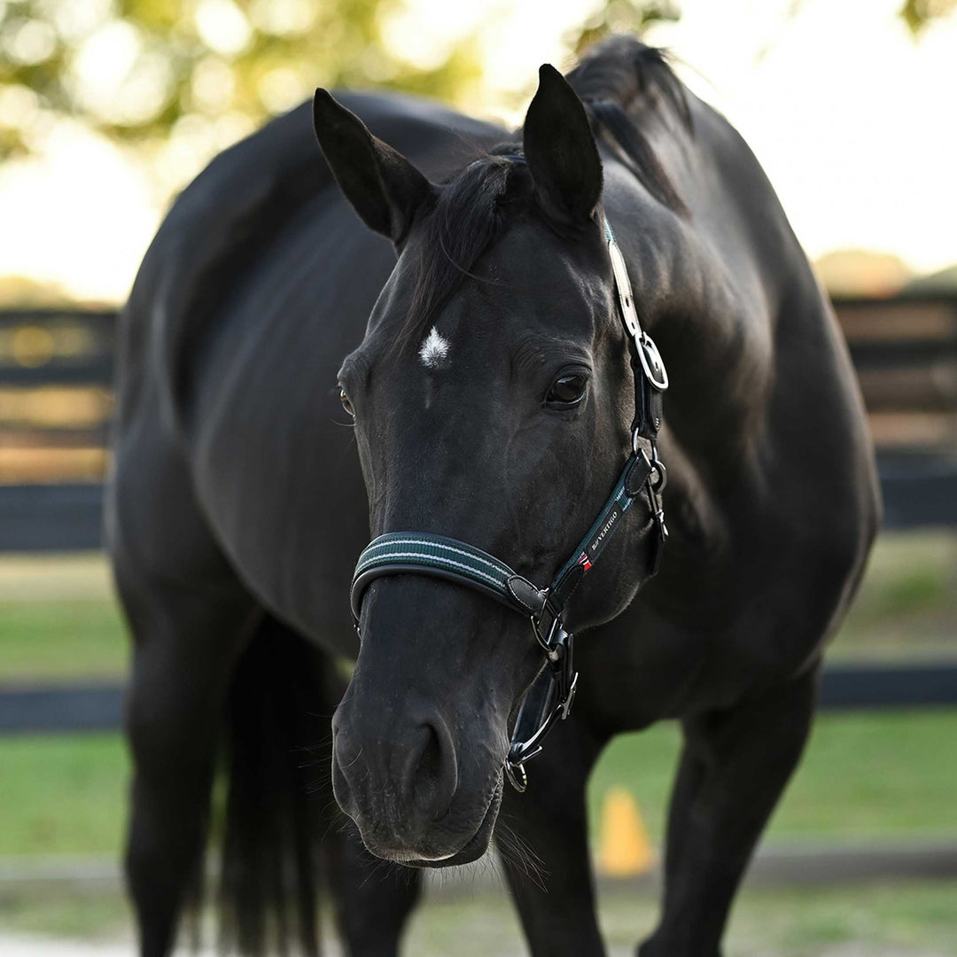 B Vertigo Lennox Leather Halter image 