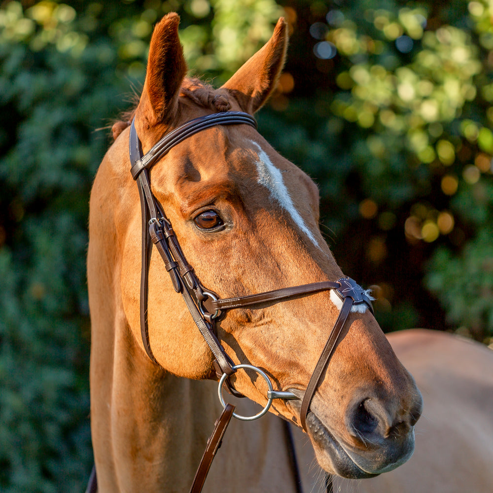 Equinavia Saga Fancy Stitched Figure 8 Bridle & Reins image #2