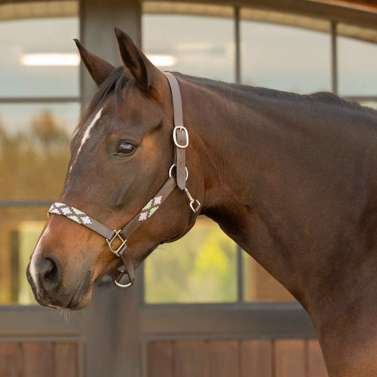Equinavia Siri Polo Leather Halter image 