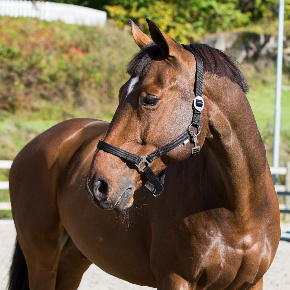 Horze Basic Horse Halter image #2