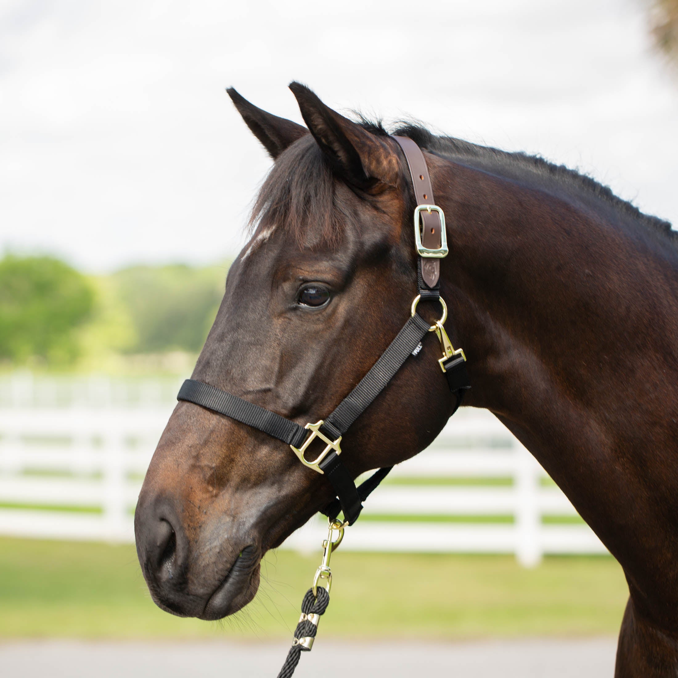 Equinavia Jarl Premium Breakaway Halter image #1