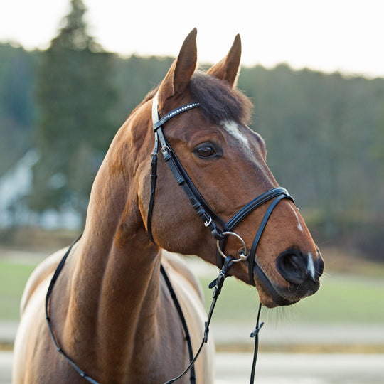 Horze Weston Flash Bridle w/ Reins image 