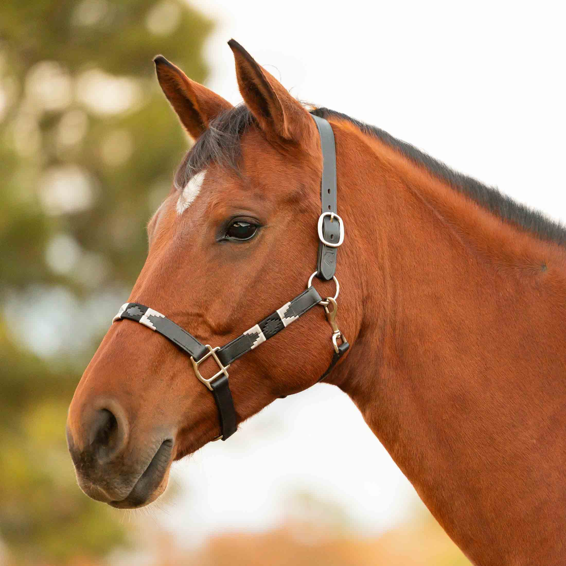 Equinavia Siri Polo Leather Halter image #1