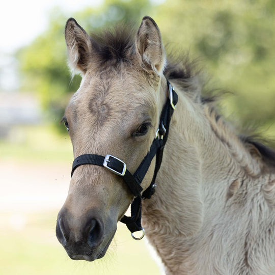 Horze Foal Halter image 