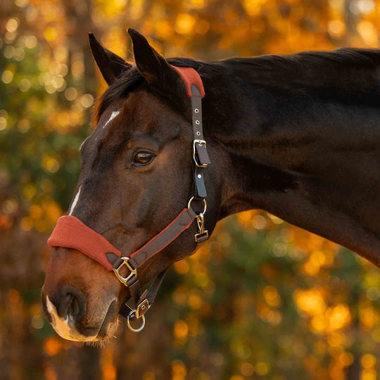 Equinavia Saga Fleece Padded Breakaway Halter image 