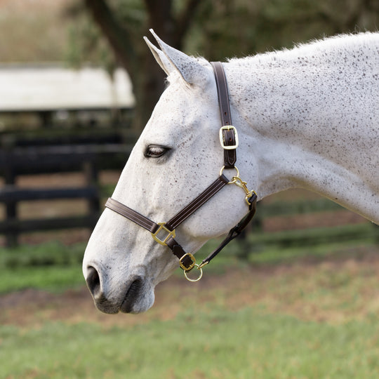 Equinavia Valkyrie Leather Lead Shank image 