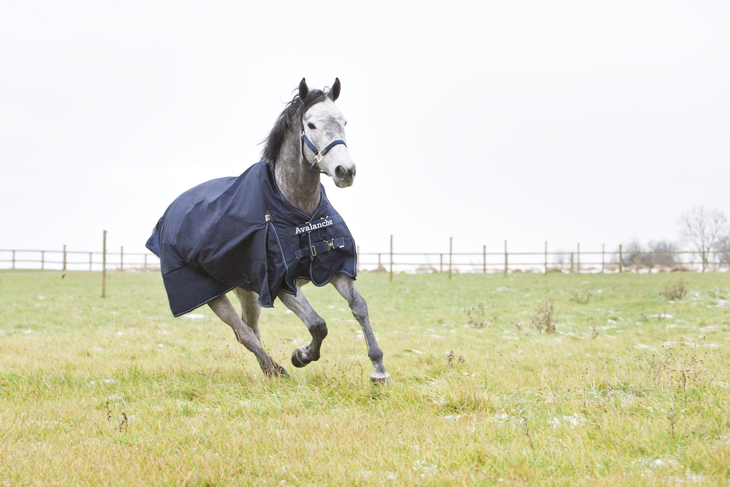 Blanketed horse running in paddock