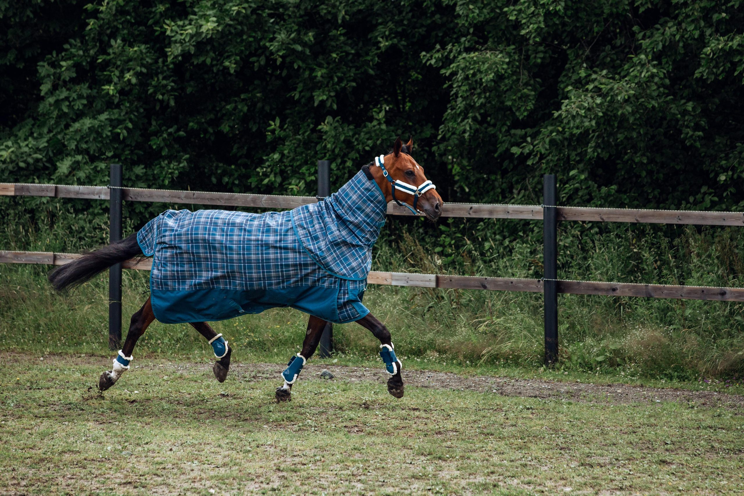 blanketed horse running in paddock