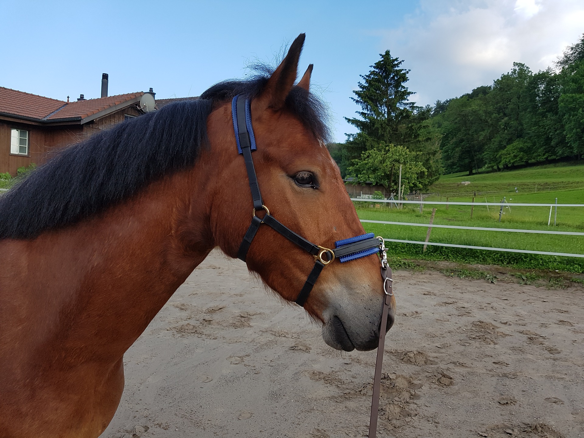 horse standing outside with halter and lead