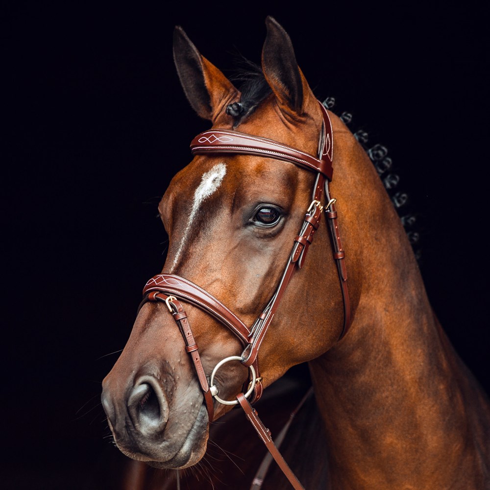 Dark Bay horse wearing flash nose band