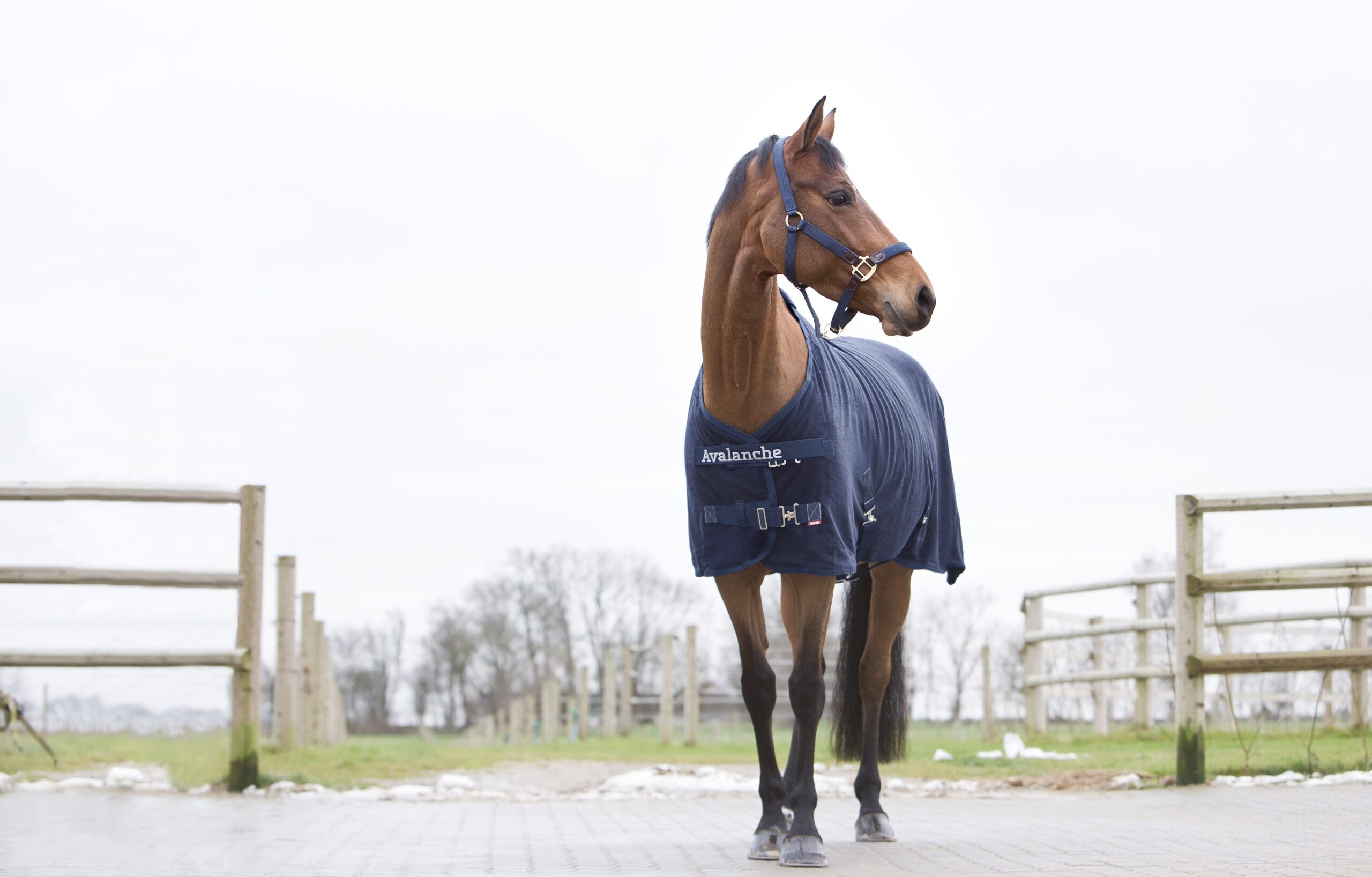 Horse standing in front of paddock fence wearing fleece blanket