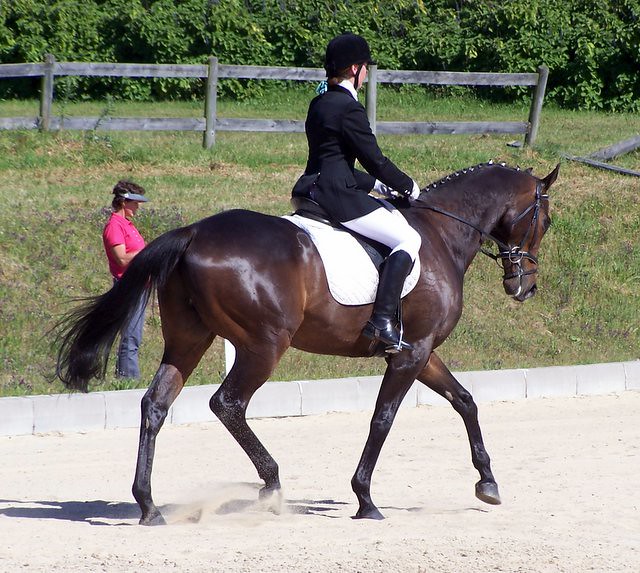 horse and rider walking through sand arena