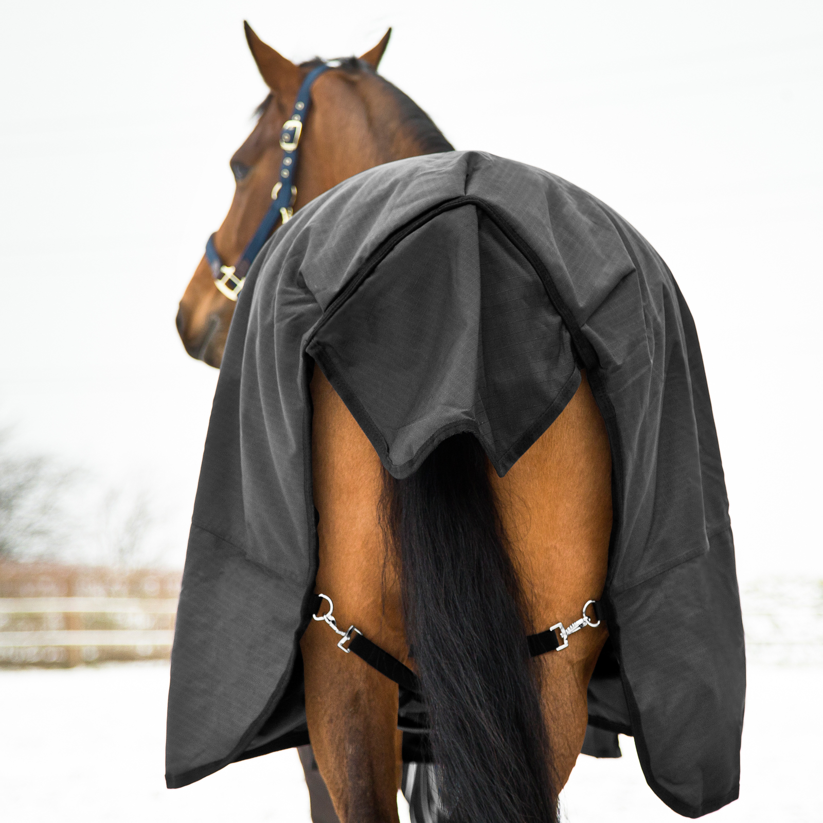Photo of horse from behind showing blanket's tail flap