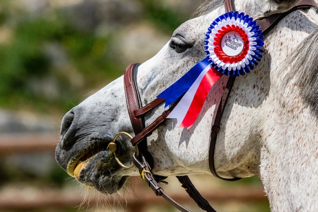 Close up of gray horse with show ribbon on bridle