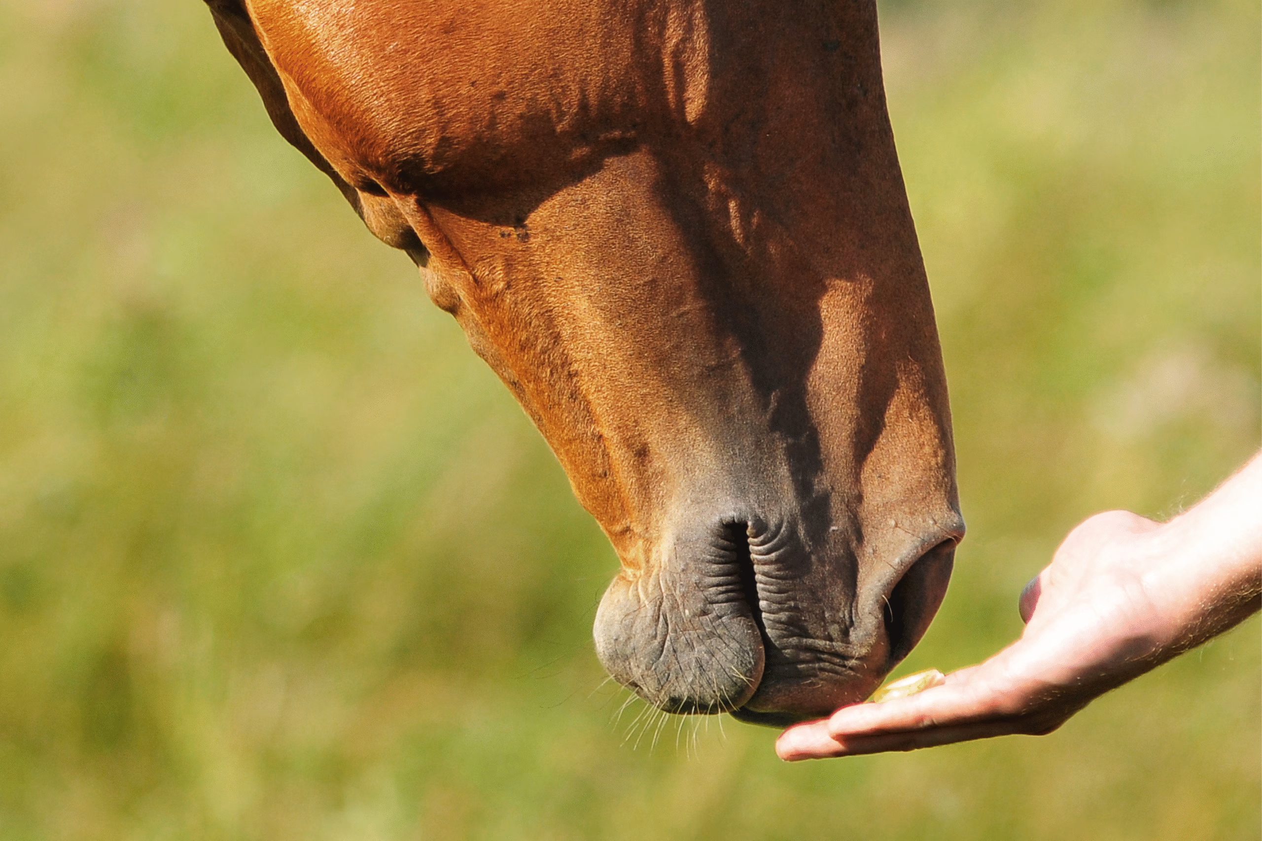 TRM: Curragh Carron Oil 